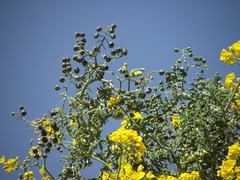 Solanum lycopersicoides, photograph (c) Aira Francisca Faúndez Fallau, some rights reserved (CC BY)
