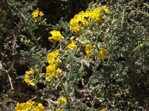 Solanum lycopersicoides, photograph 4