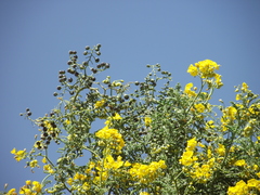 Solanum lycopersicoides, photograph (c) Aira Francisca Faúndez Fallau, some rights reserved (CC BY)