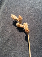 Carex leporina