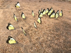 Belenois creona creona