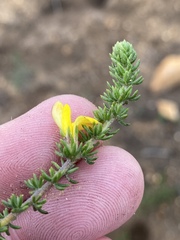 Aspalathus opaca opaca