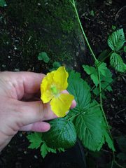 Papaver cambricum