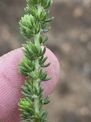 Aspalathus opaca opaca