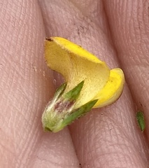 Aspalathus opaca opaca