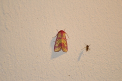 Psectrotarsia euposis