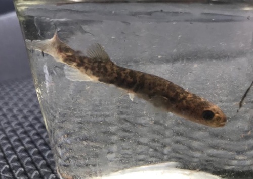 Bigmouth galaxias (Galaxias platei) — Galaxiidae — 5