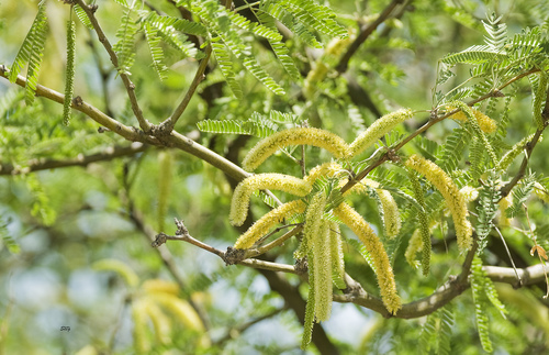 Prosopis velutina
