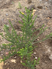 Aspalathus opaca opaca