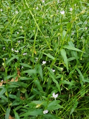 Murdannia keisak