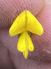 Aspalathus opaca opaca