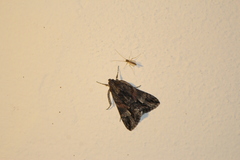 Melipotis jucunda