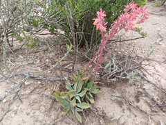 Echeveria paniculata