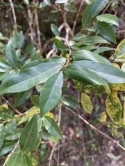 Tricalysia capensis capensis