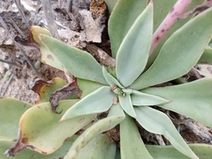 Echeveria paniculata