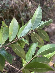 Tricalysia capensis capensis