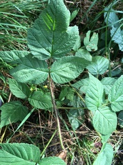 Rubus polonicus