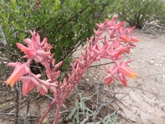 Echeveria paniculata