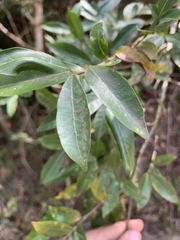 Tricalysia capensis capensis