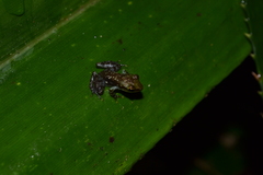 Guibemantis albolineatus