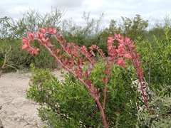 Echeveria paniculata