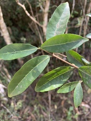 Tricalysia capensis capensis