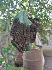 Heraclides anchisiades