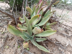 Echeveria paniculata