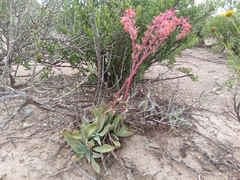 Echeveria paniculata