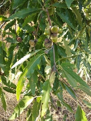 Quercus castaneifolia