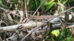 Anolis wellbornae