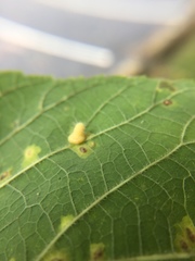 Celticecis pyriformis