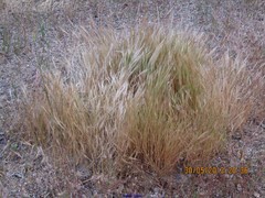 Festuca membranacea