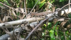 Anolis wellbornae