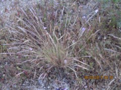 Corynephorus canescens