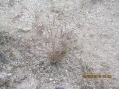 Corynephorus canescens