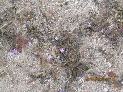 Malcolmia littorea