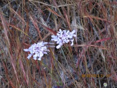 Iberis ciliata contracta