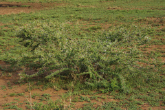 Vachellia drepanolobium