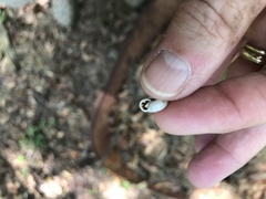 Daedalochila mooreana