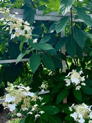 Hydrangea heteromalla