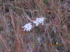 Iberis ciliata contracta