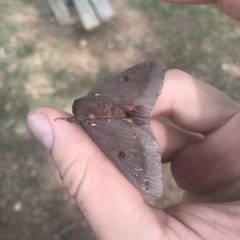 Citheronia sepulcralis