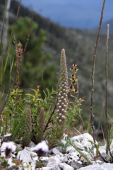 Villadia aristata