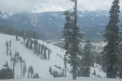 Abies magnifica shastensis