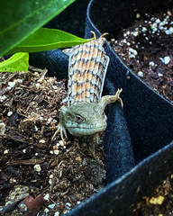 Elgaria multicarinata