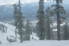 Abies magnifica shastensis