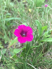 Petunia integrifolia