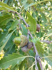 Quercus castaneifolia