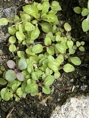 Veronica persica